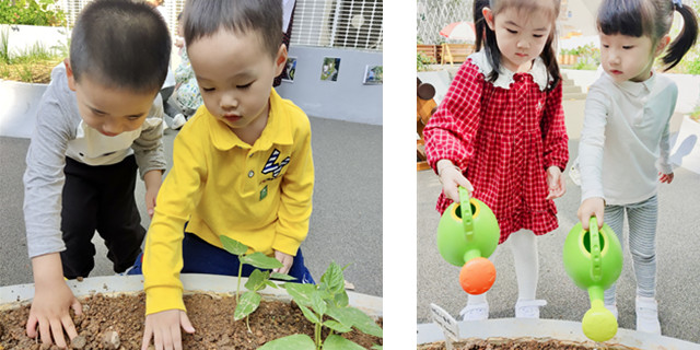 深圳双语幼儿园,尝试播种