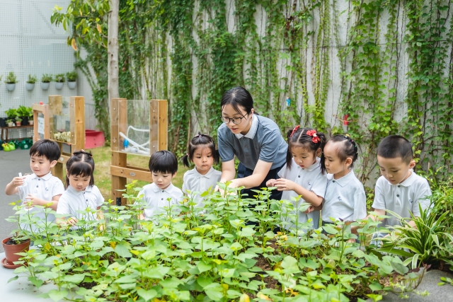 福田双语幼儿园,蝴蝶喜欢什么花