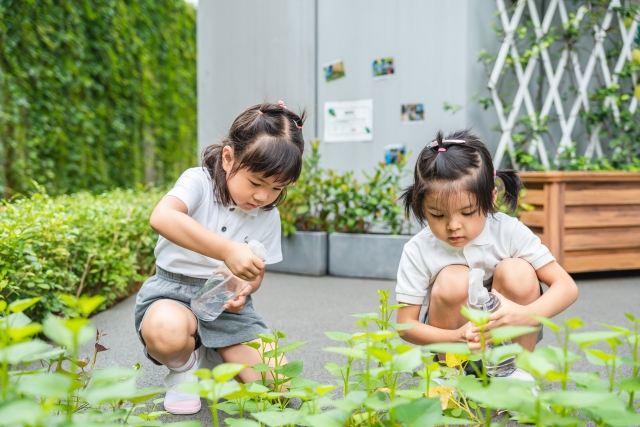 福田双语幼儿园,蝴蝶喜欢什么花